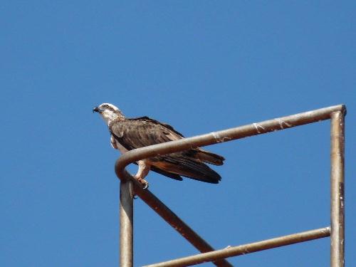 Osprey